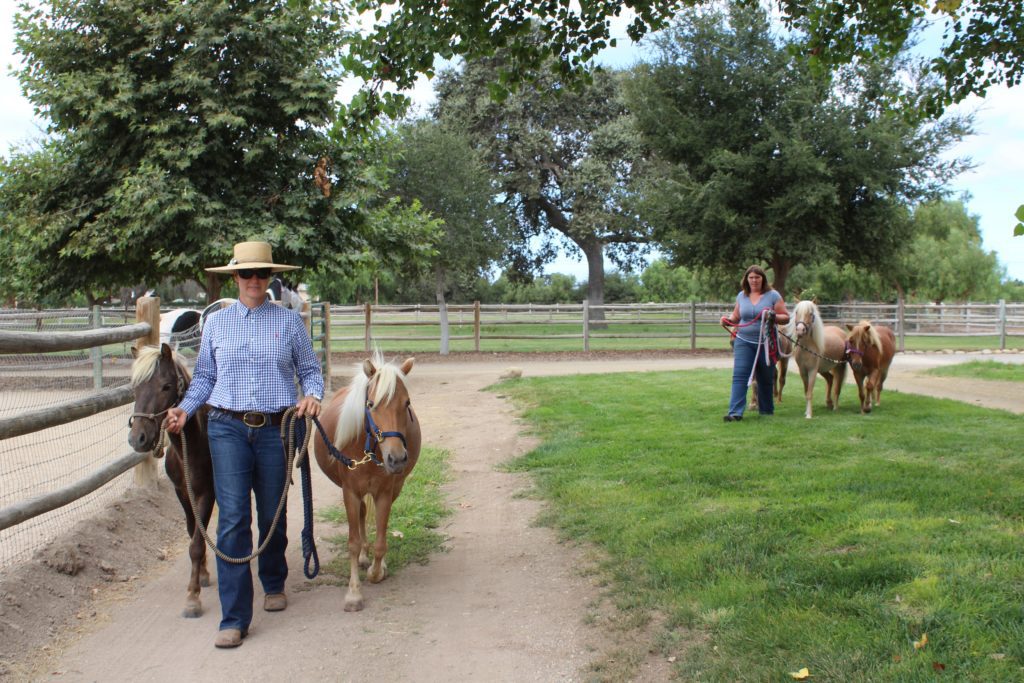 Local women rescue, train herd of miniature horses Santa Ynez Valley Star