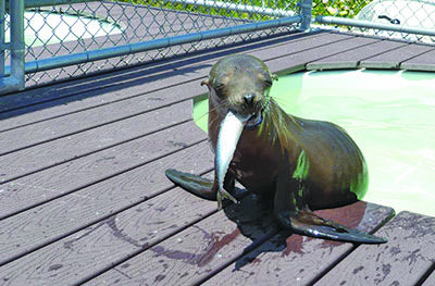 Seal Sanctuary 1 copy CMYK LR