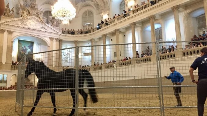 spanish riding