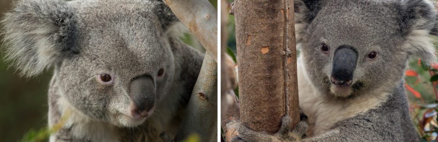 Visiting koalas emphasize threats to Australian wildlife - Santa Ynez